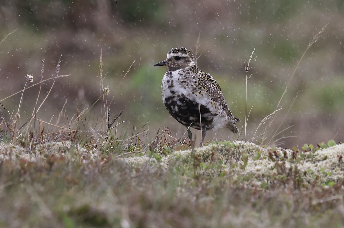 חופזי זהוב - ML584619661