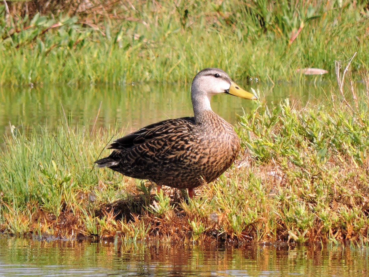 Mottled Duck - ML58461971