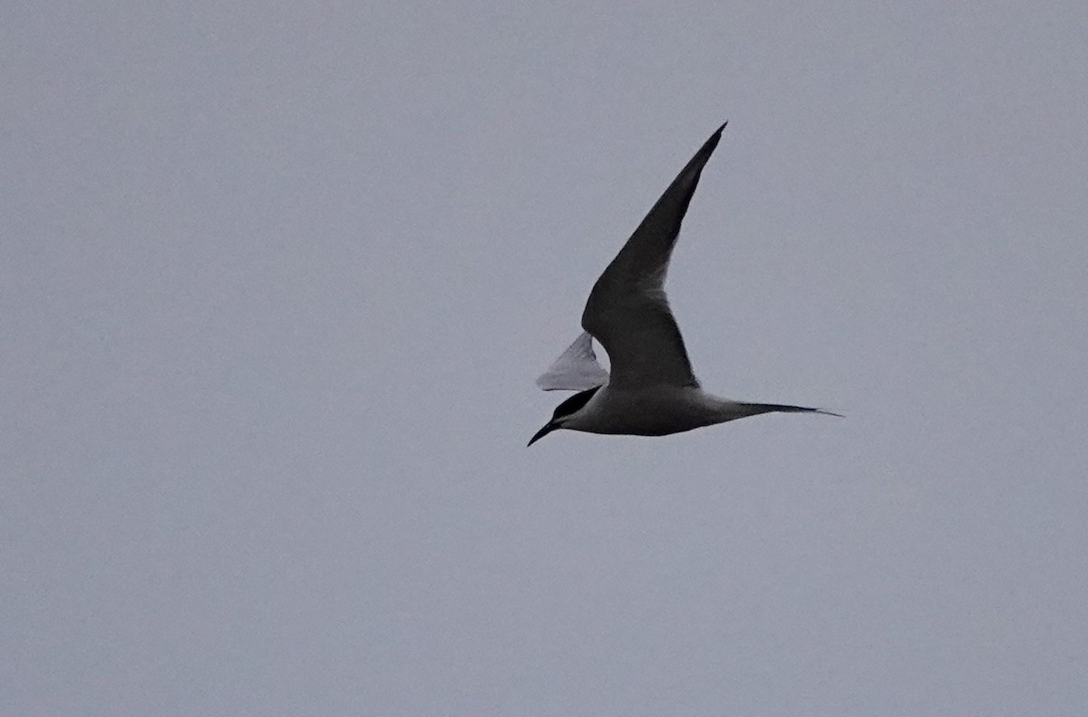 Common Tern - ML584620491