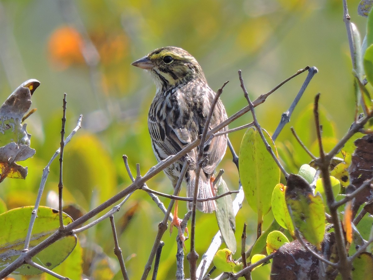 Savannah Sparrow - ML58462171