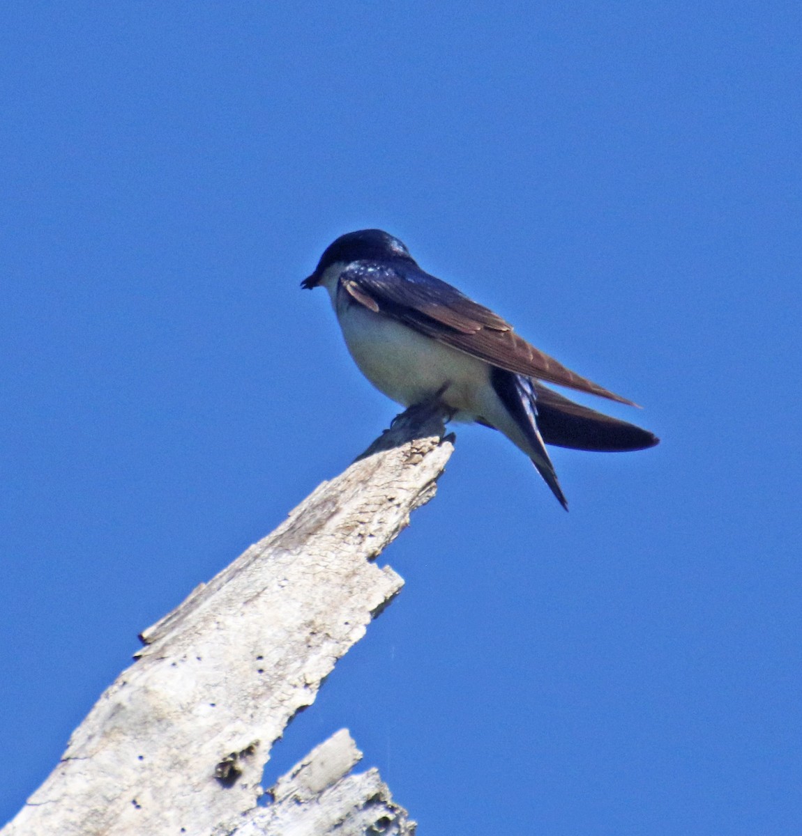 Tree Swallow - ML584622551