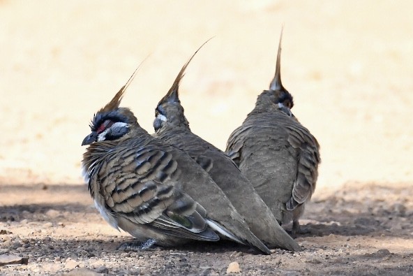 Spinifex Pigeon - ML584623181