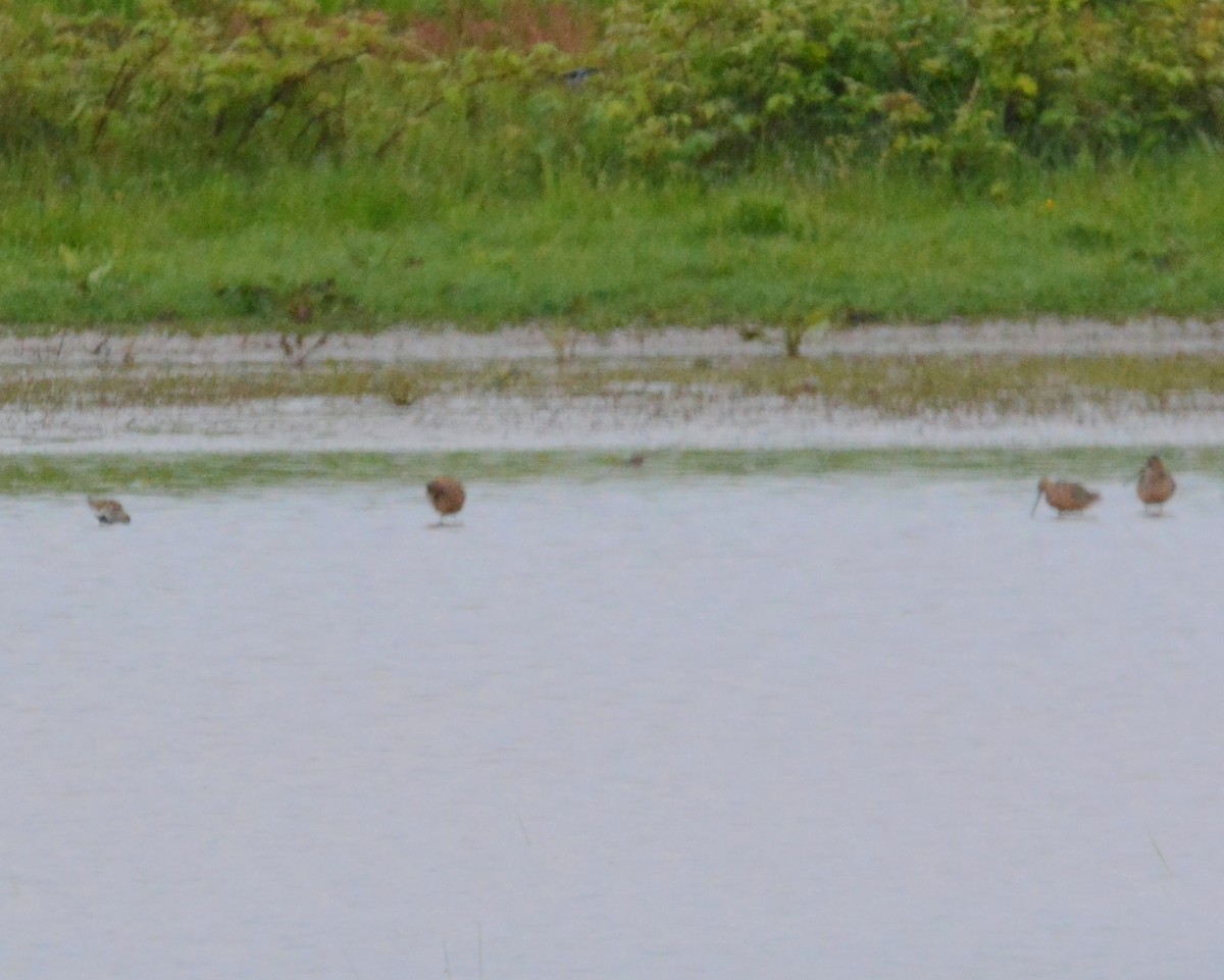 Long-billed Dowitcher - ML58462351