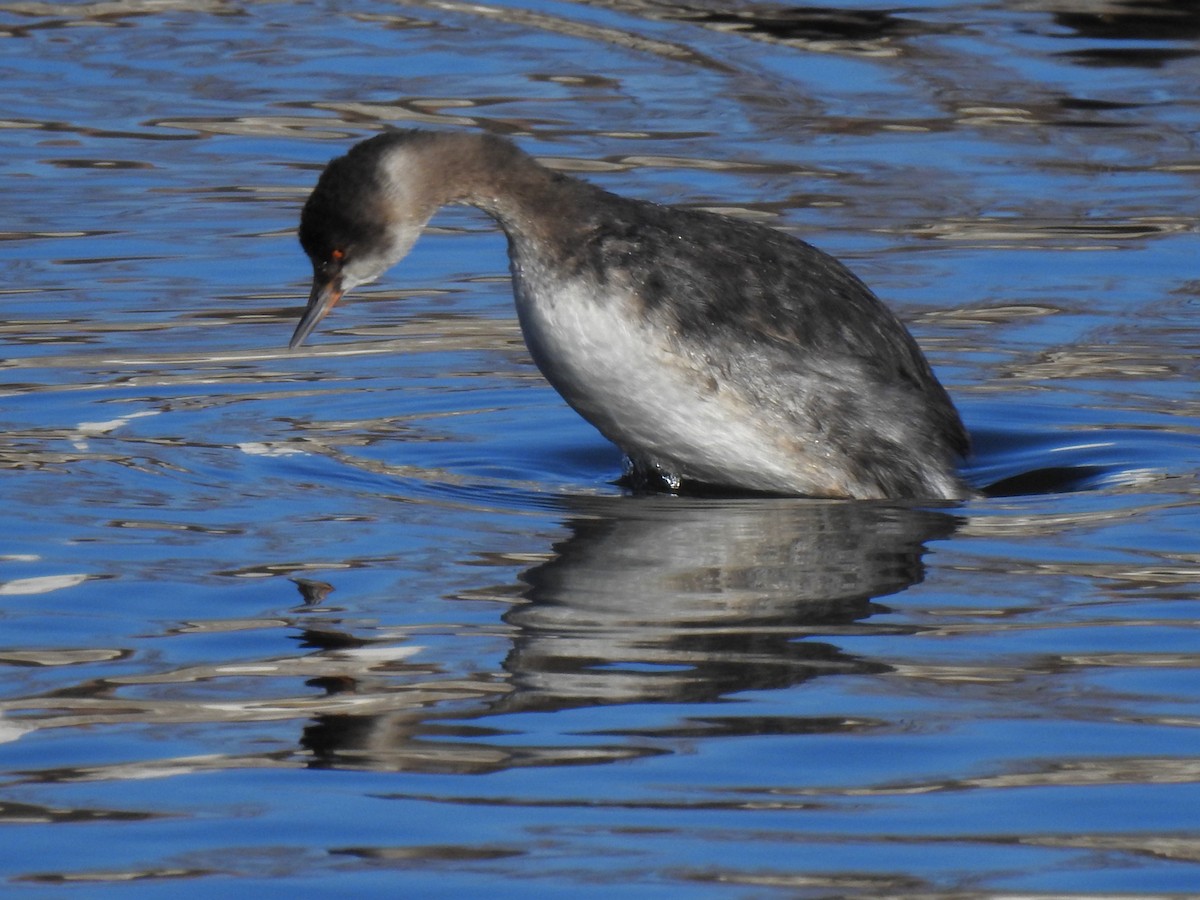 Eared Grebe - ML584623691