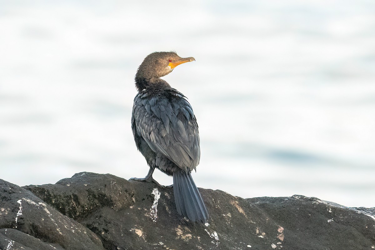 Crowned Cormorant - ML584623731