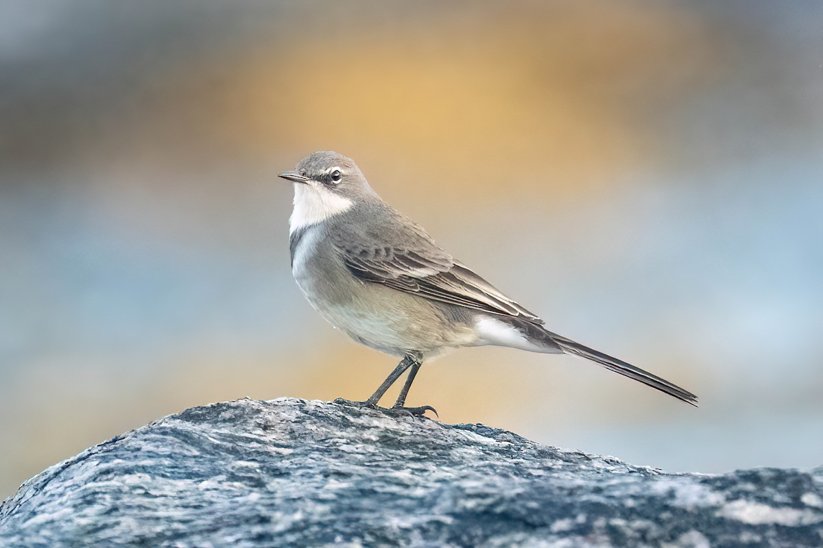 Cape Wagtail - ML584623751