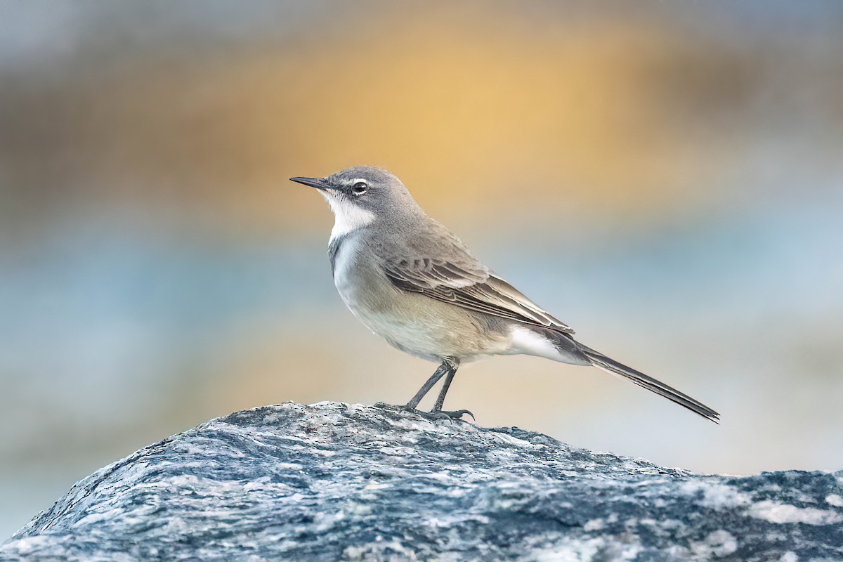 Cape Wagtail - ML584623761