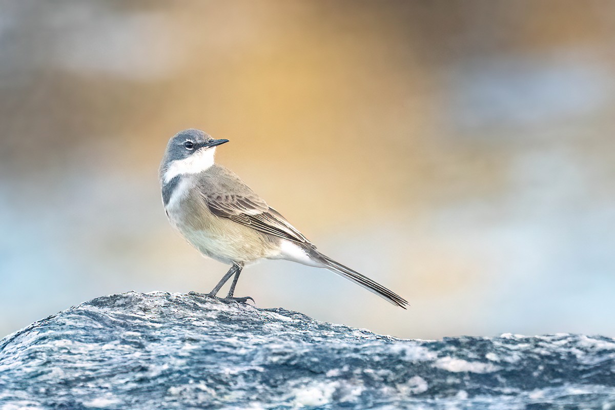 Cape Wagtail - ML584623771