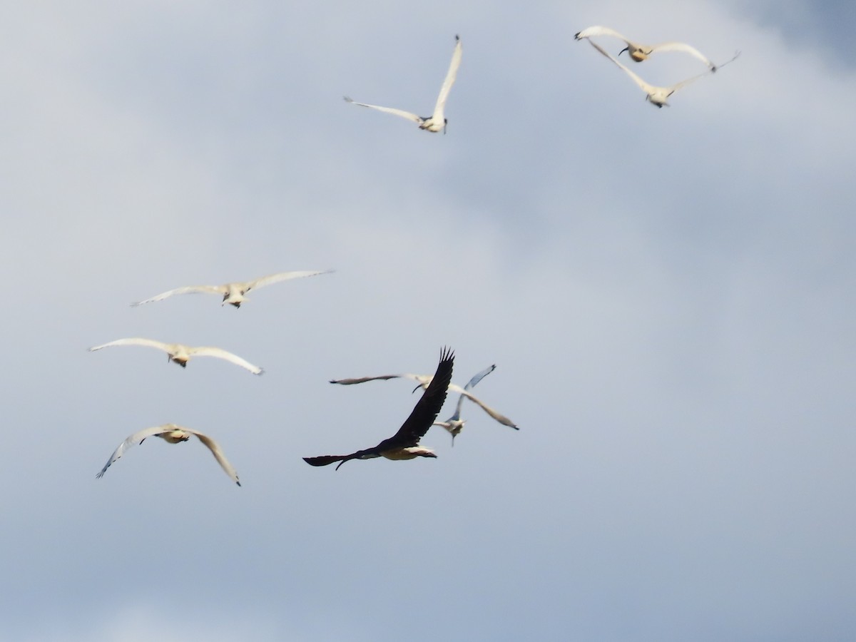 ibis slámokrký - ML584624011