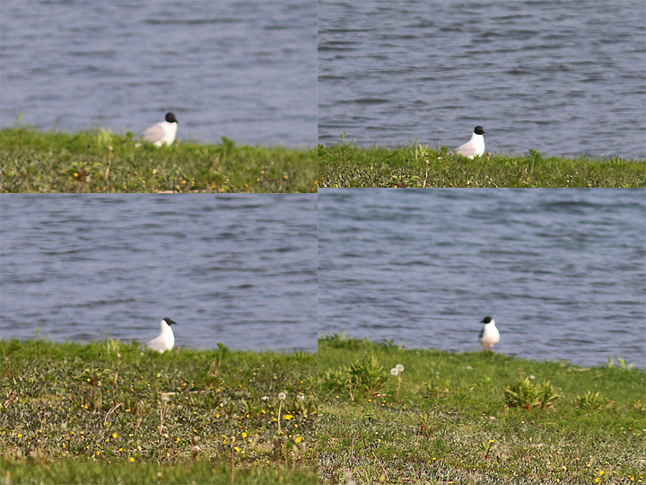 Bonaparte's Gull - ML584624451