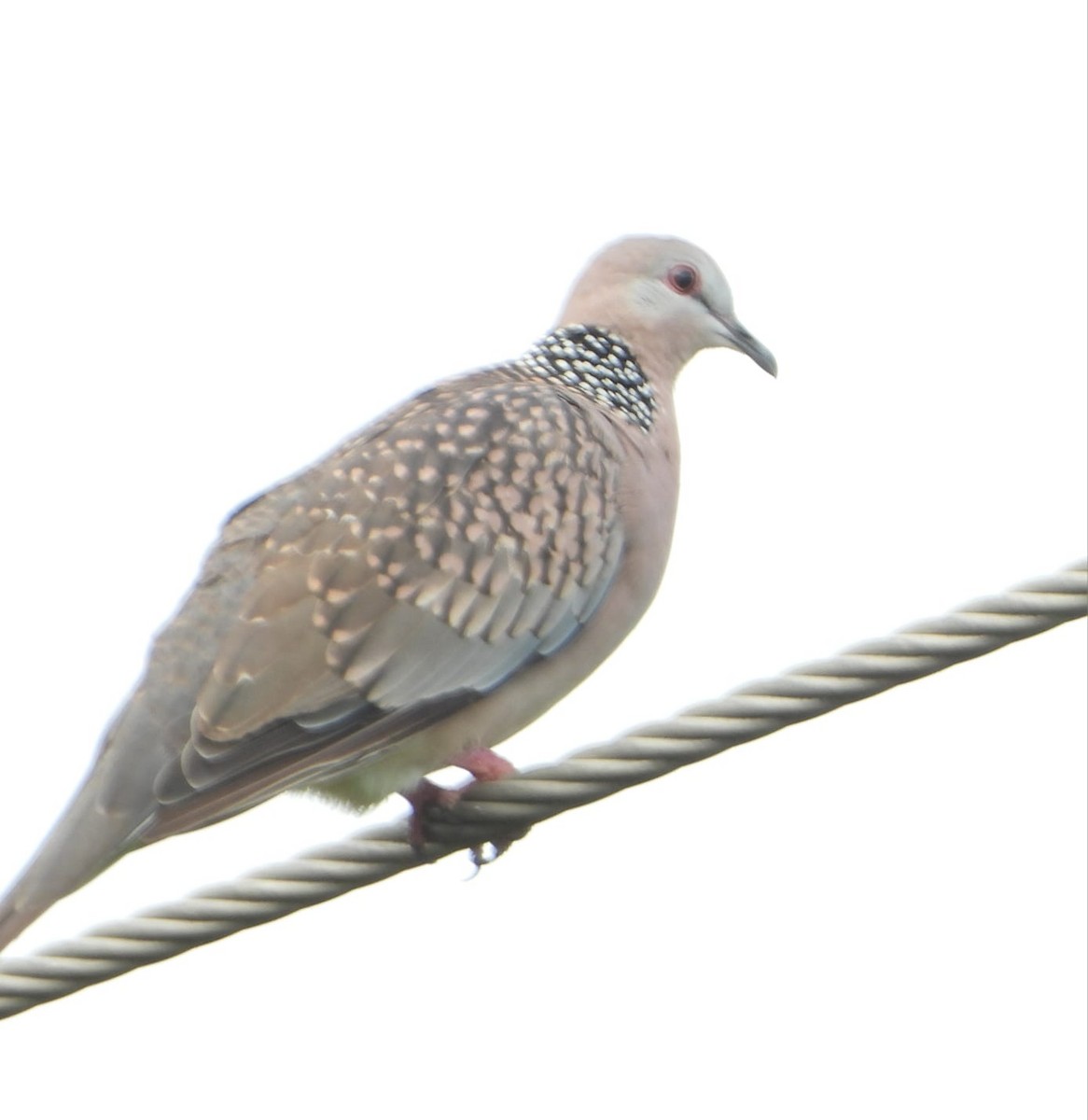 Spotted Dove - Selvaraj Rangasamy