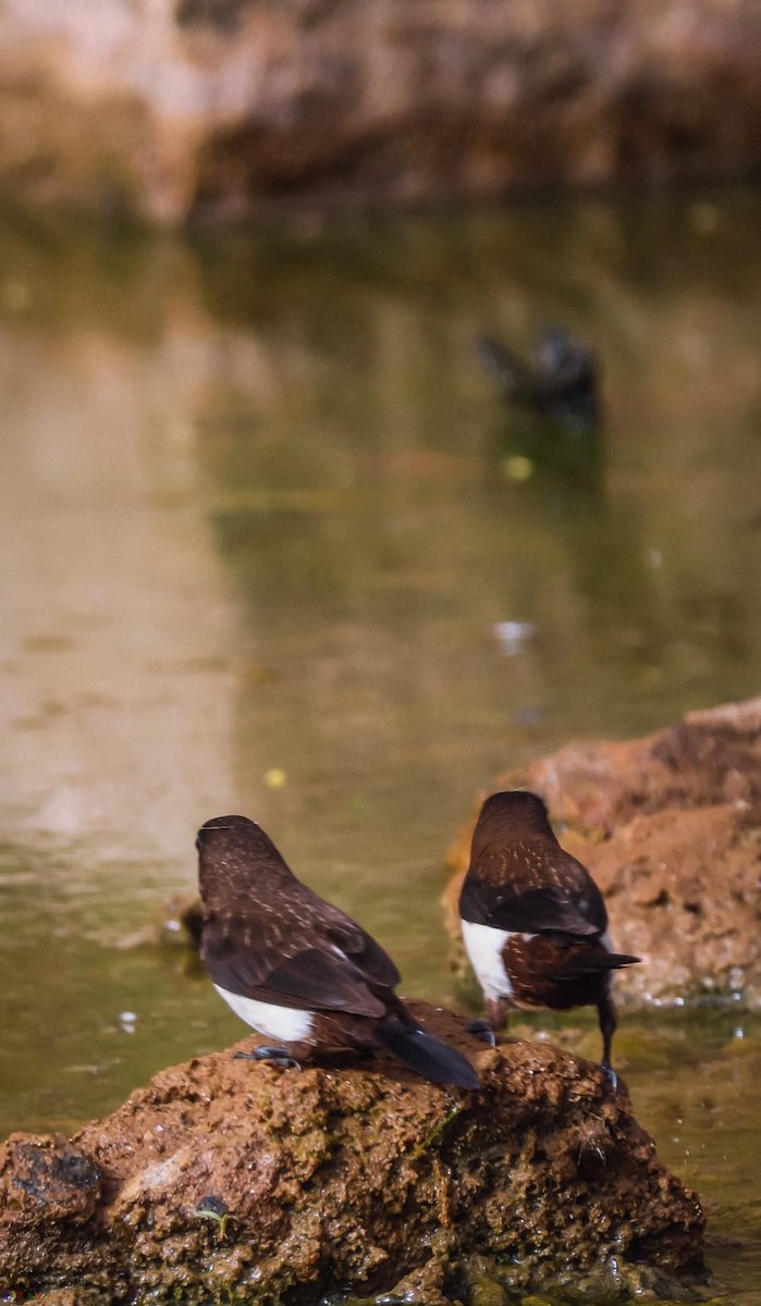 White-rumped Munia - ML584626501