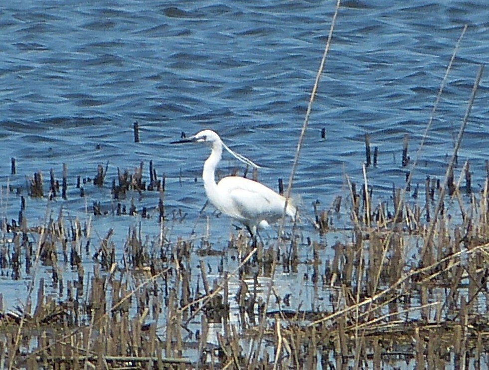 Little Egret - ML58462691