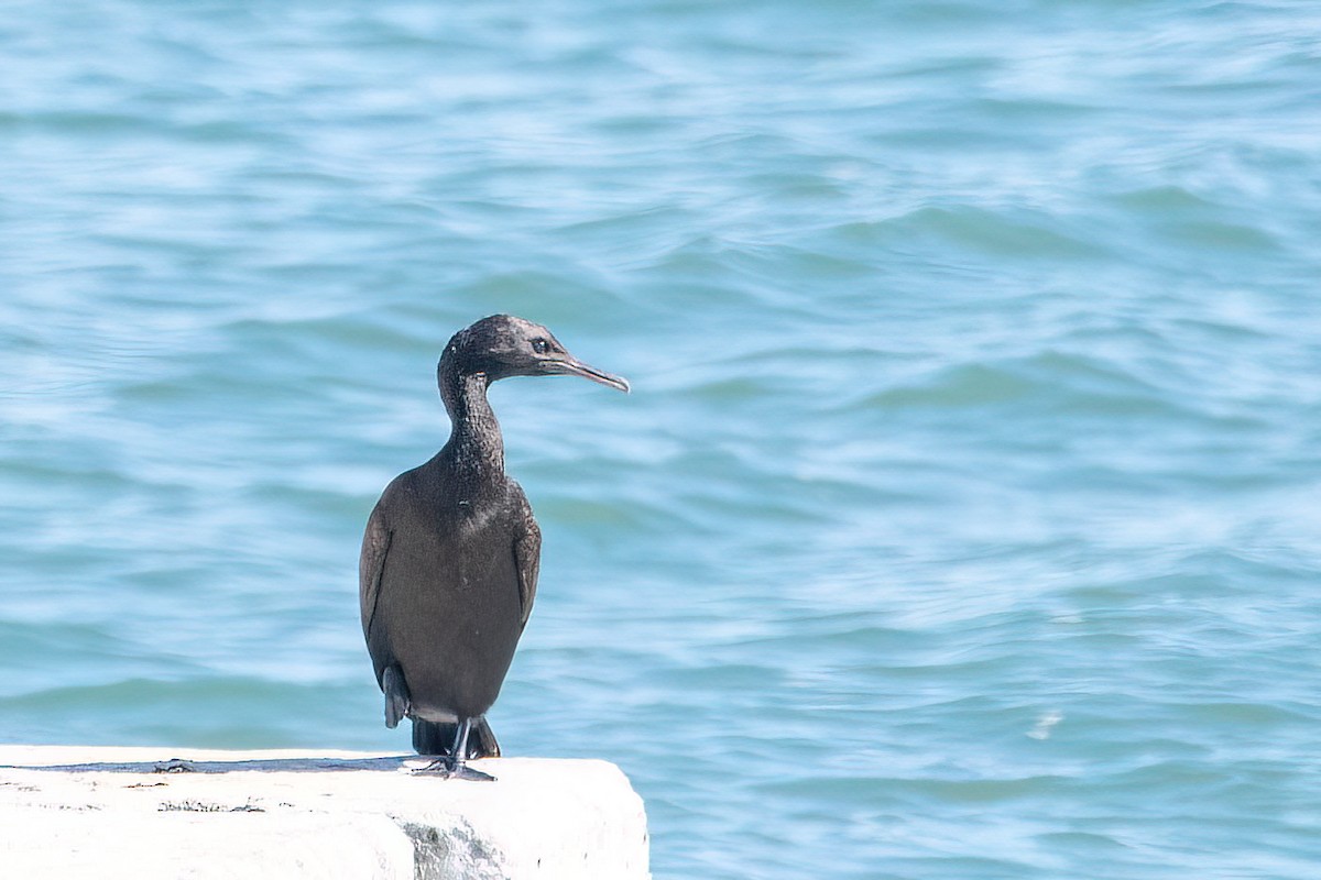 Cormorán de Bajío - ML584627171