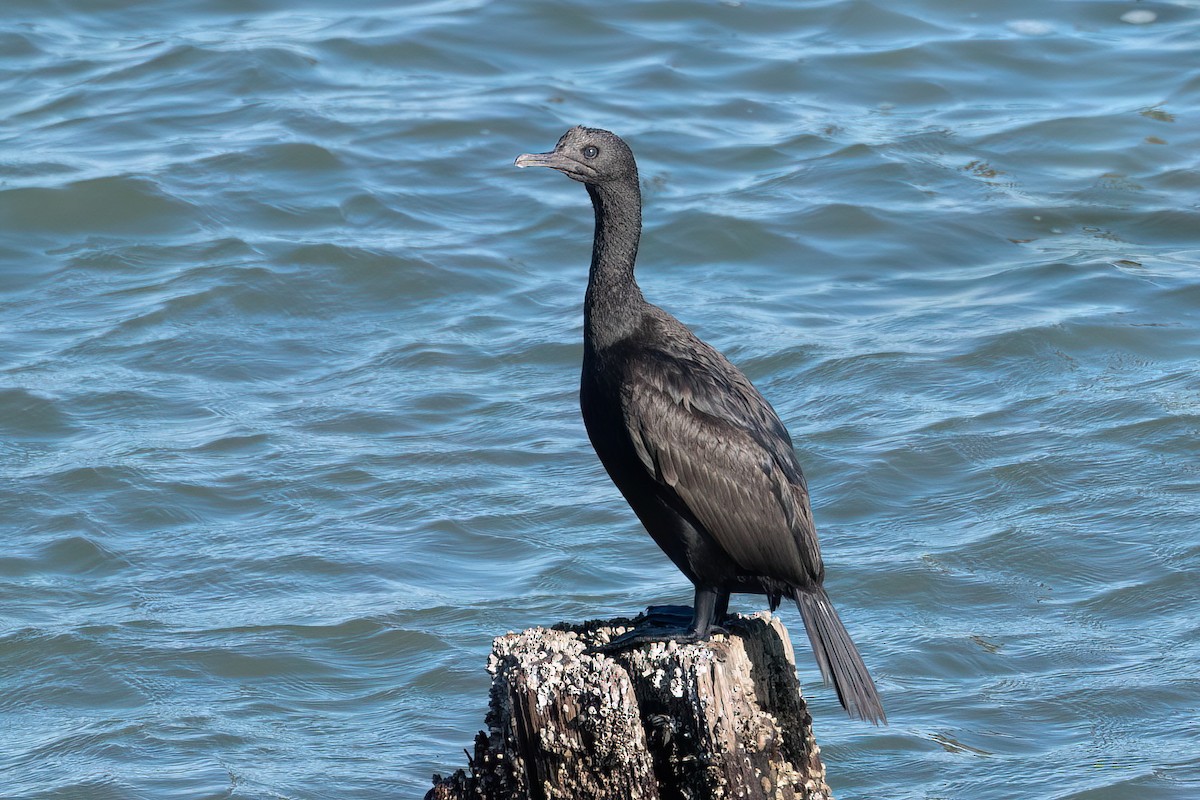 Bank Cormorant - Hanna Zhao