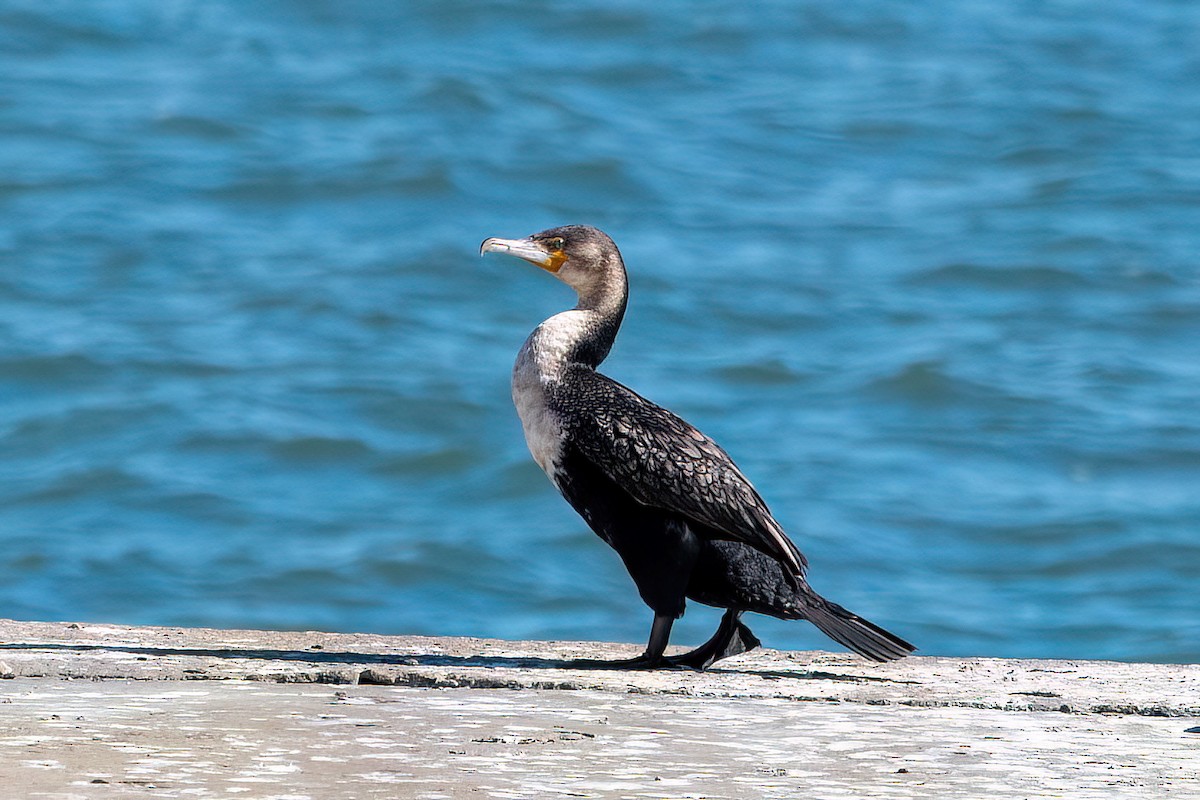 Great Cormorant - ML584627241