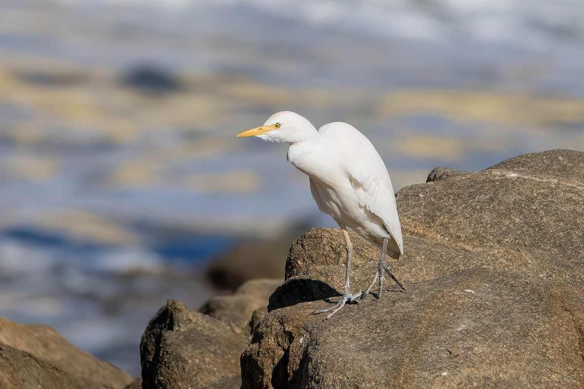 Western Cattle Egret - ML584627291