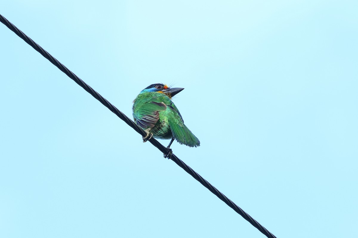 Taiwan Barbet - ML584627571