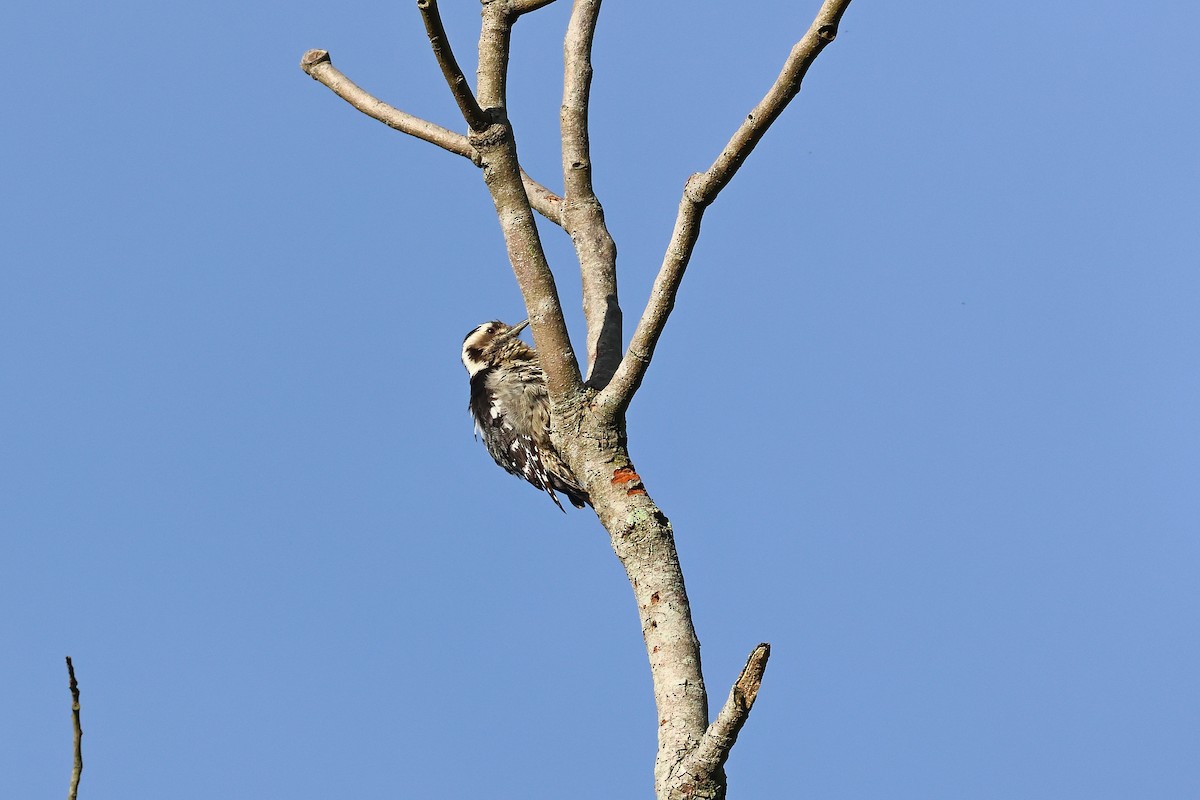 Gray-capped Pygmy Woodpecker - ML584627611