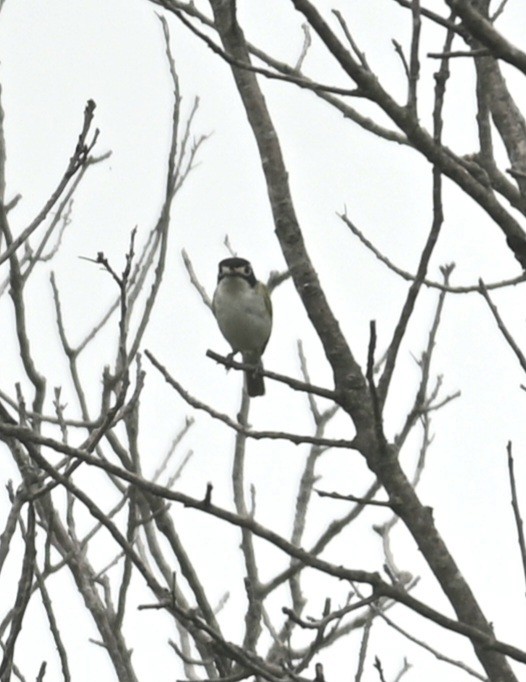 Vireo Cabecinegro - ML584628131