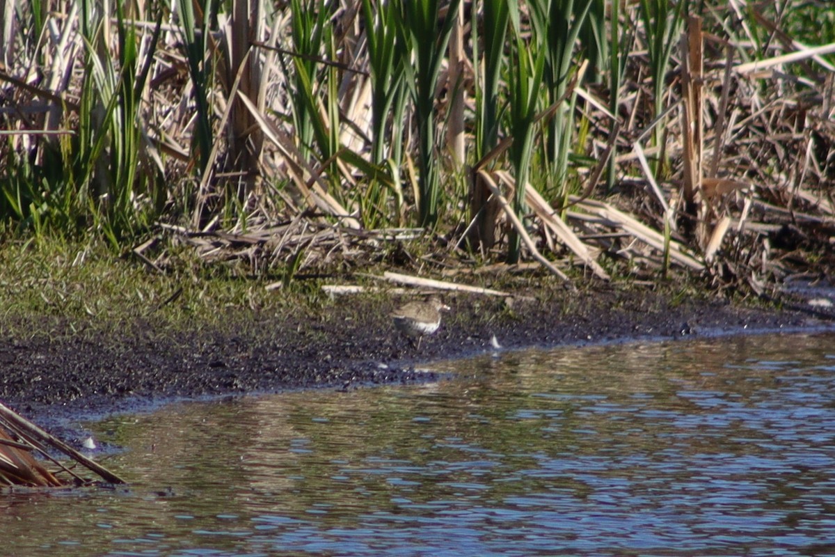 Spotted Sandpiper - ML584628141