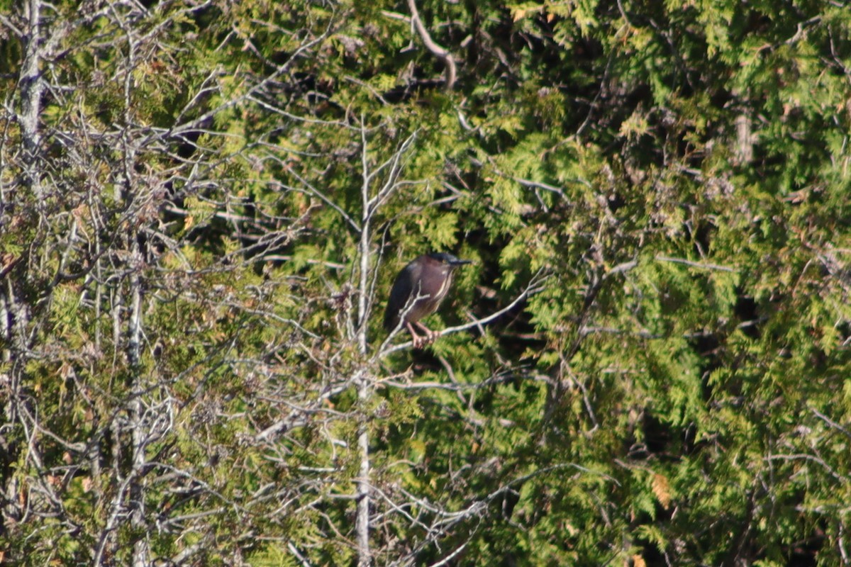 Green Heron - ML584628801