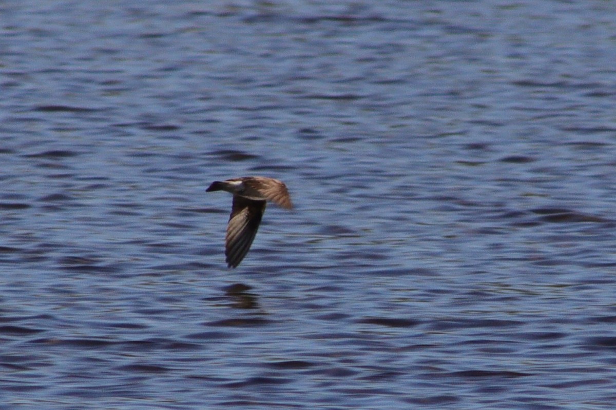 Northern Rough-winged Swallow - ML584628901