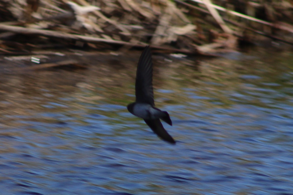 Northern Rough-winged Swallow - ML584628911