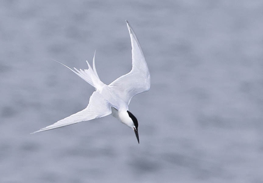 Roseate Tern - ML584629491