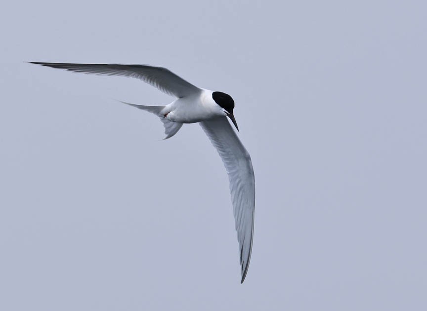 Roseate Tern - ML584629511