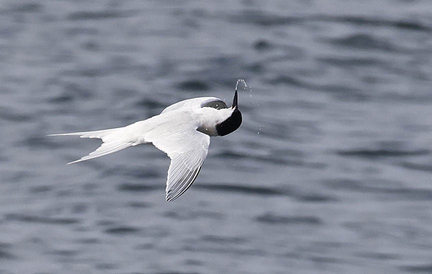 Roseate Tern - ML584629541