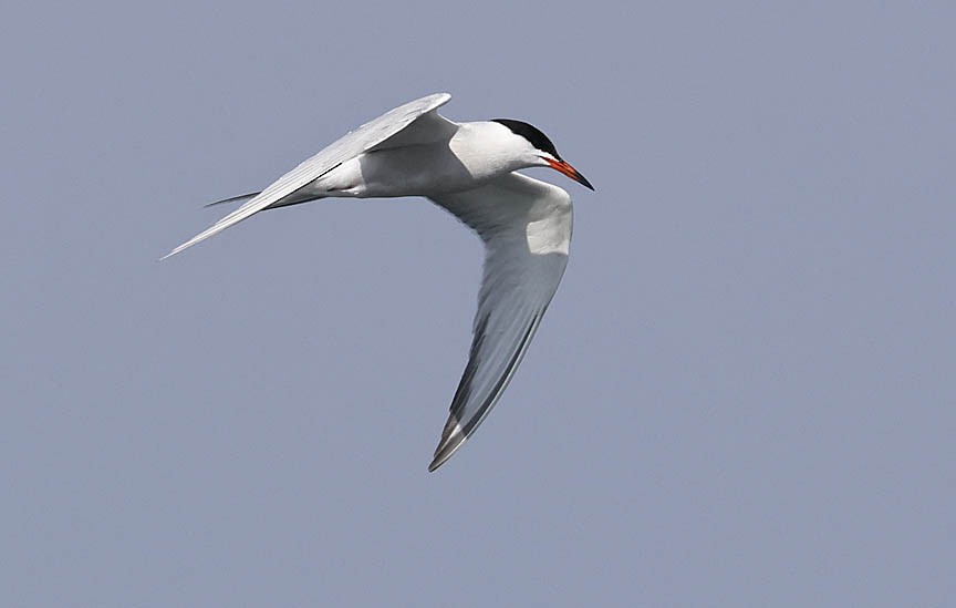 Common Tern - ML584629631