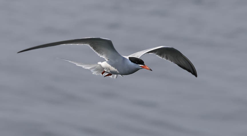 Common Tern - ML584629641