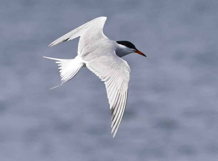 Common Tern - ML584629681