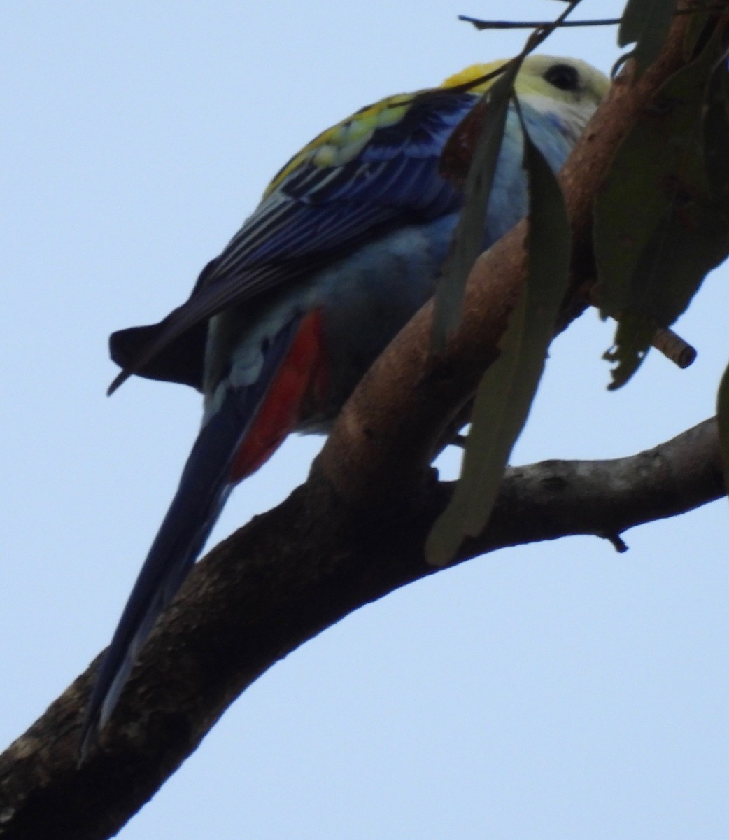 Pale-headed Rosella - ML584629841