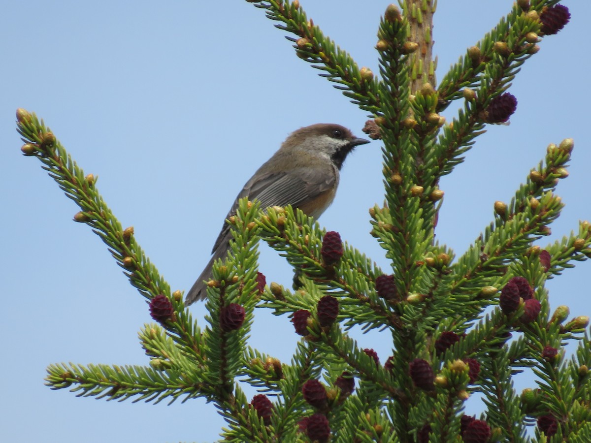 Boreal Chickadee - ML584630401