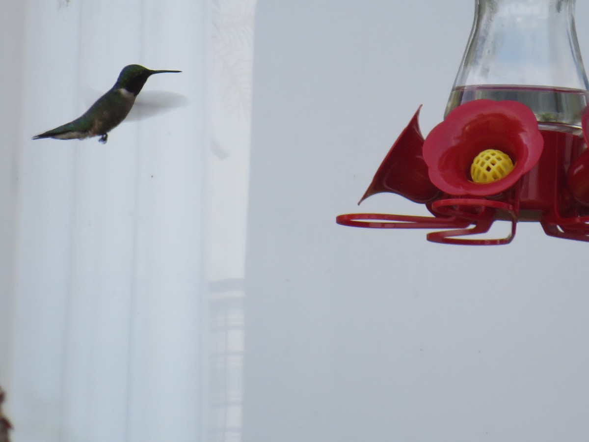 Ruby-throated Hummingbird - ML584630801