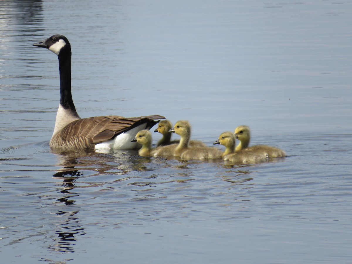 Canada Goose - Sally Bergquist