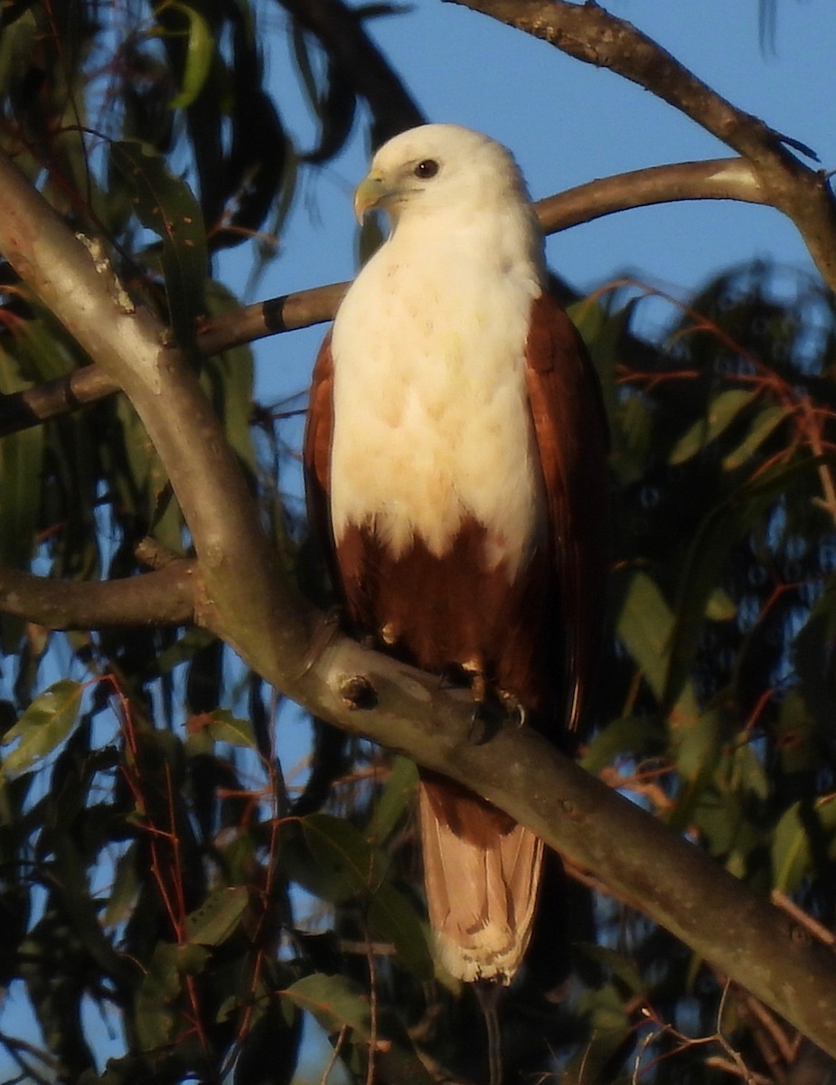 Brahminy Kite - ML584631251