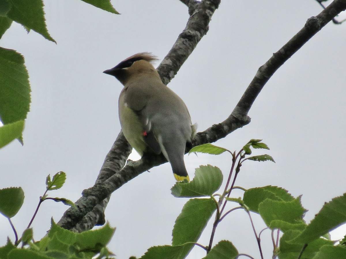 Cedar Waxwing - ML584631591