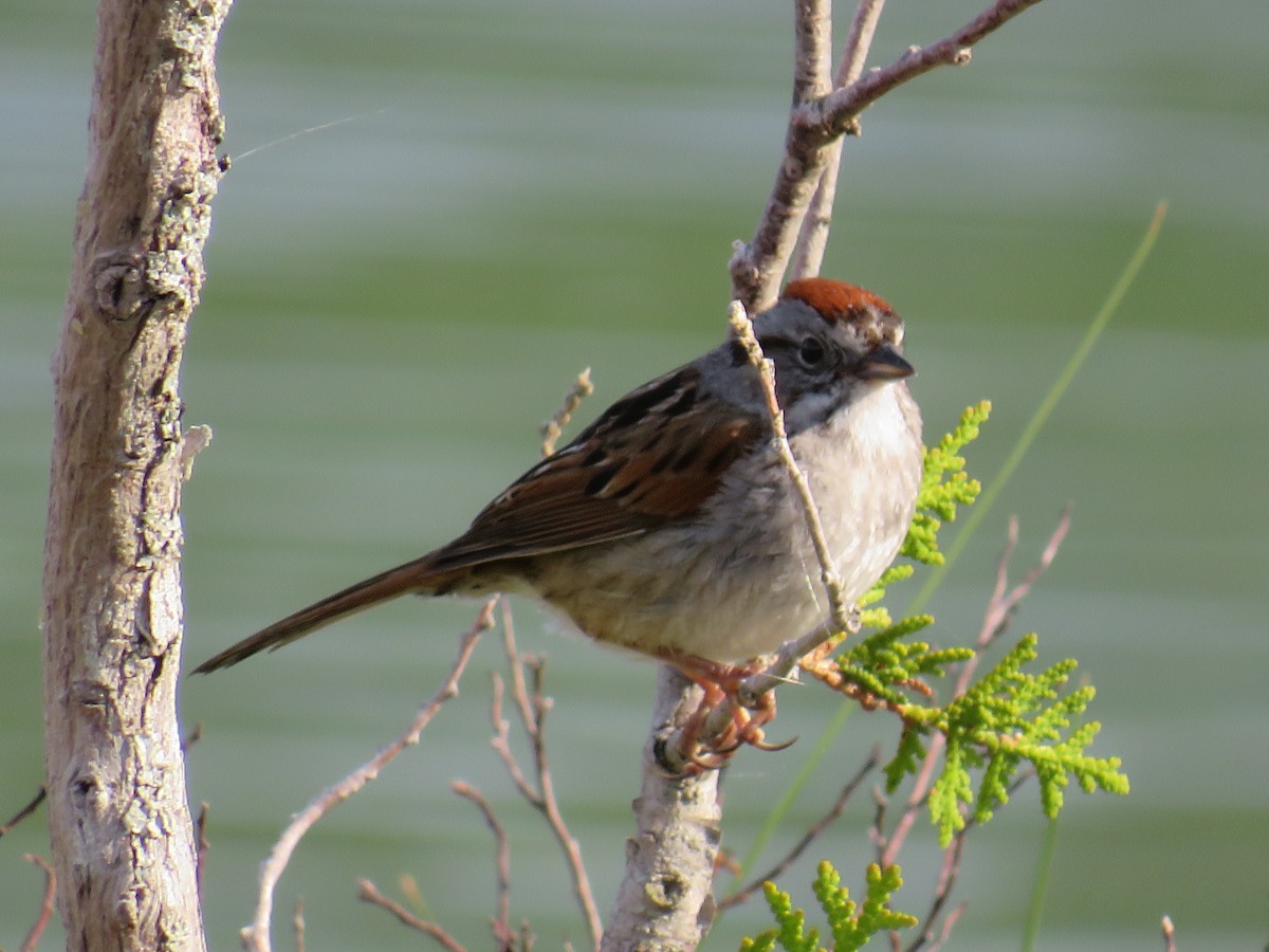 Swamp Sparrow - ML584631861