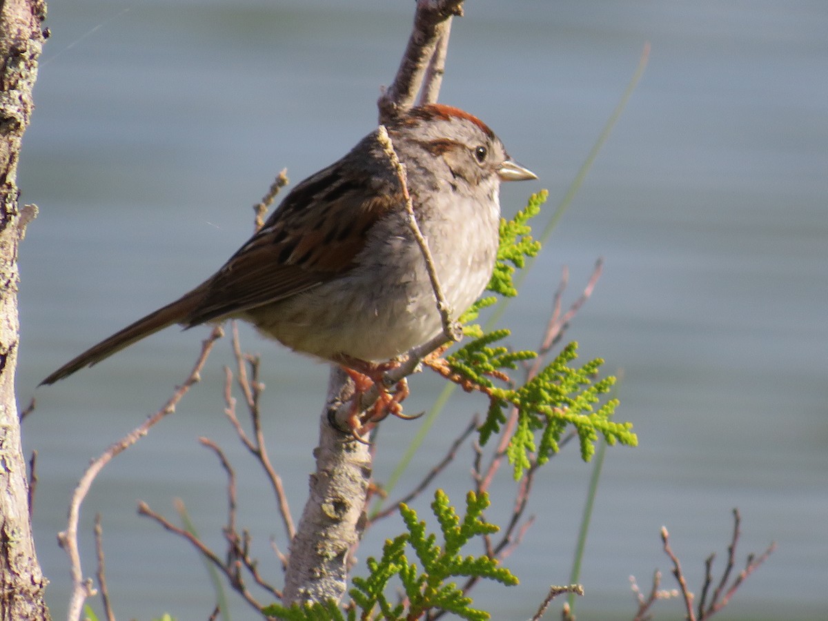 Swamp Sparrow - ML584631971