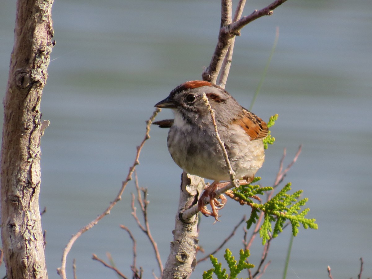 Swamp Sparrow - ML584632001