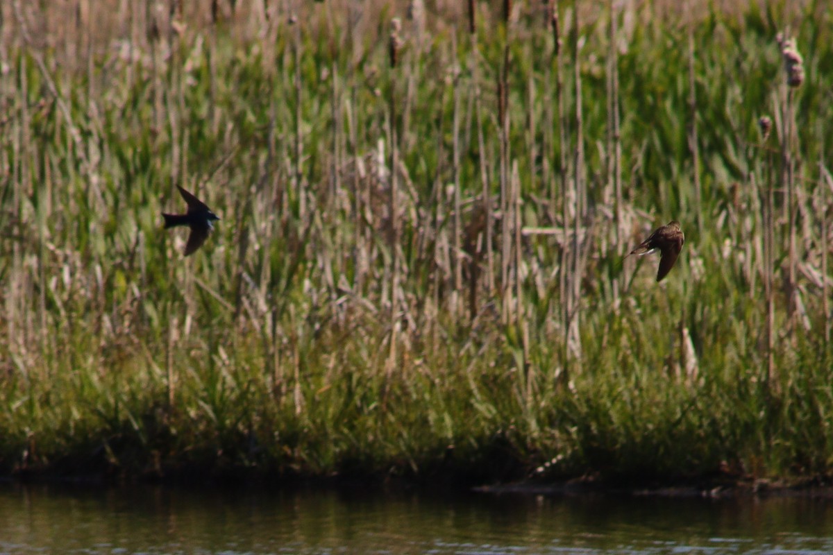 Tree Swallow - ML584634111