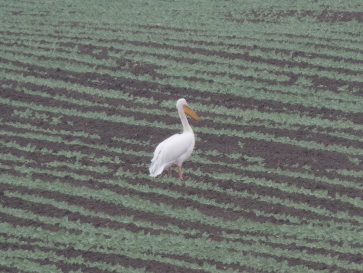 Great White Pelican - ML584634301