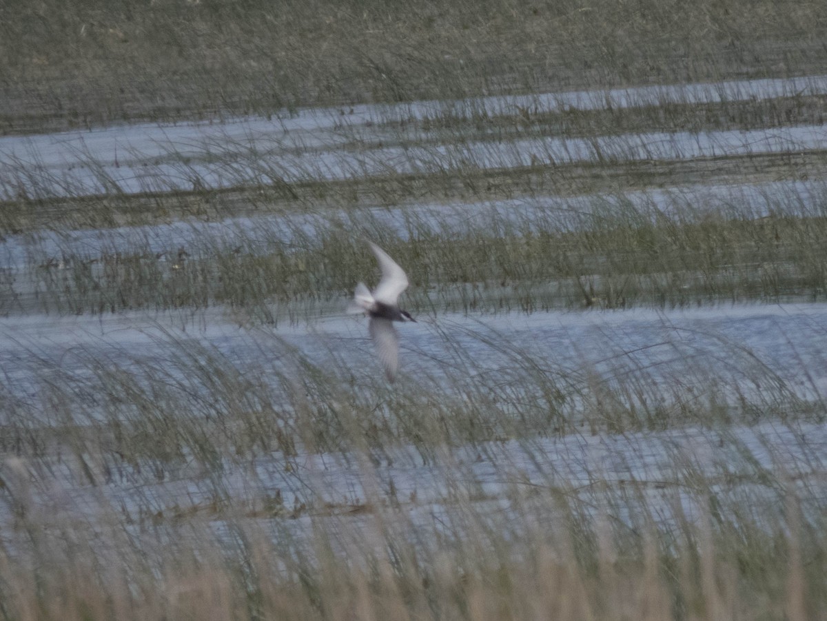 Whiskered Tern - ML584634621