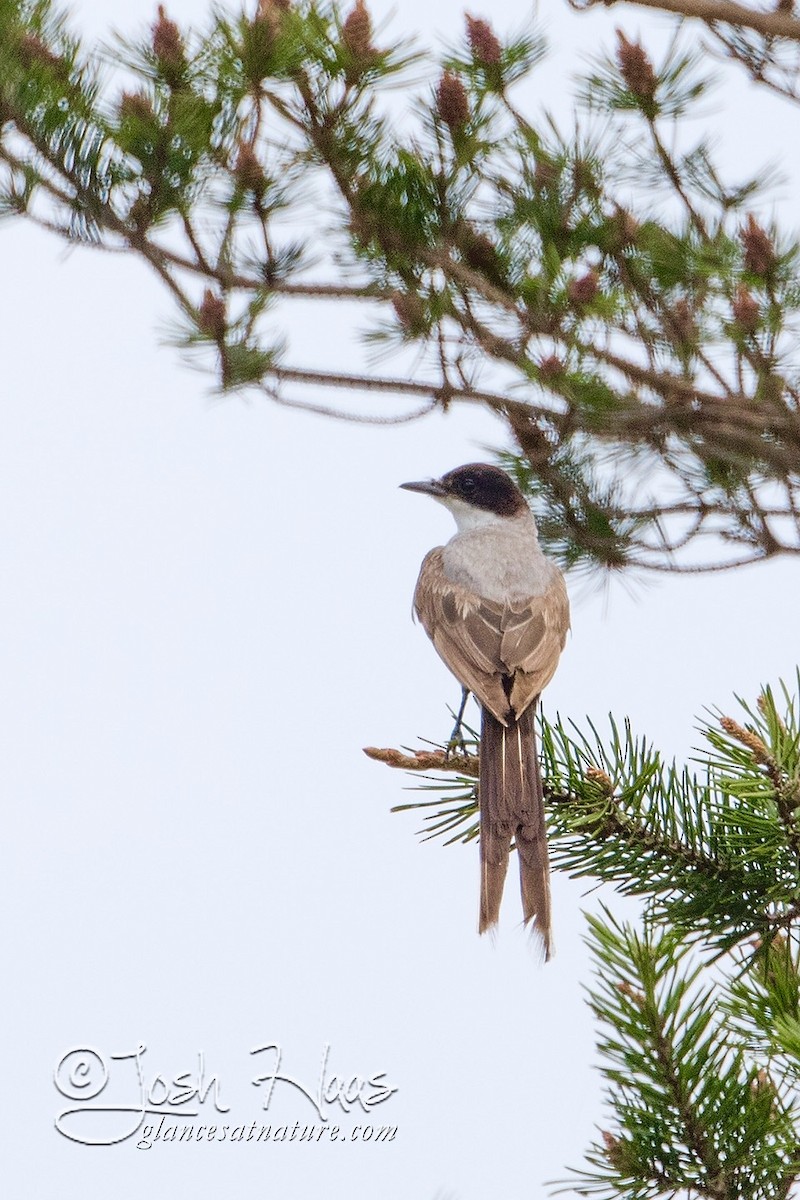 Fork-tailed Flycatcher - Joshua Haas