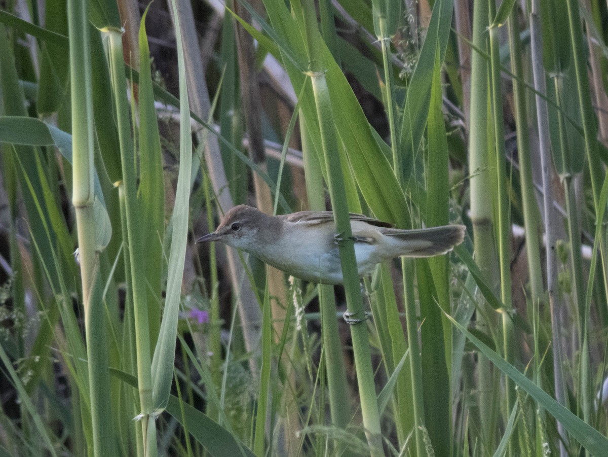 Great Reed Warbler - Hugo Schlenker