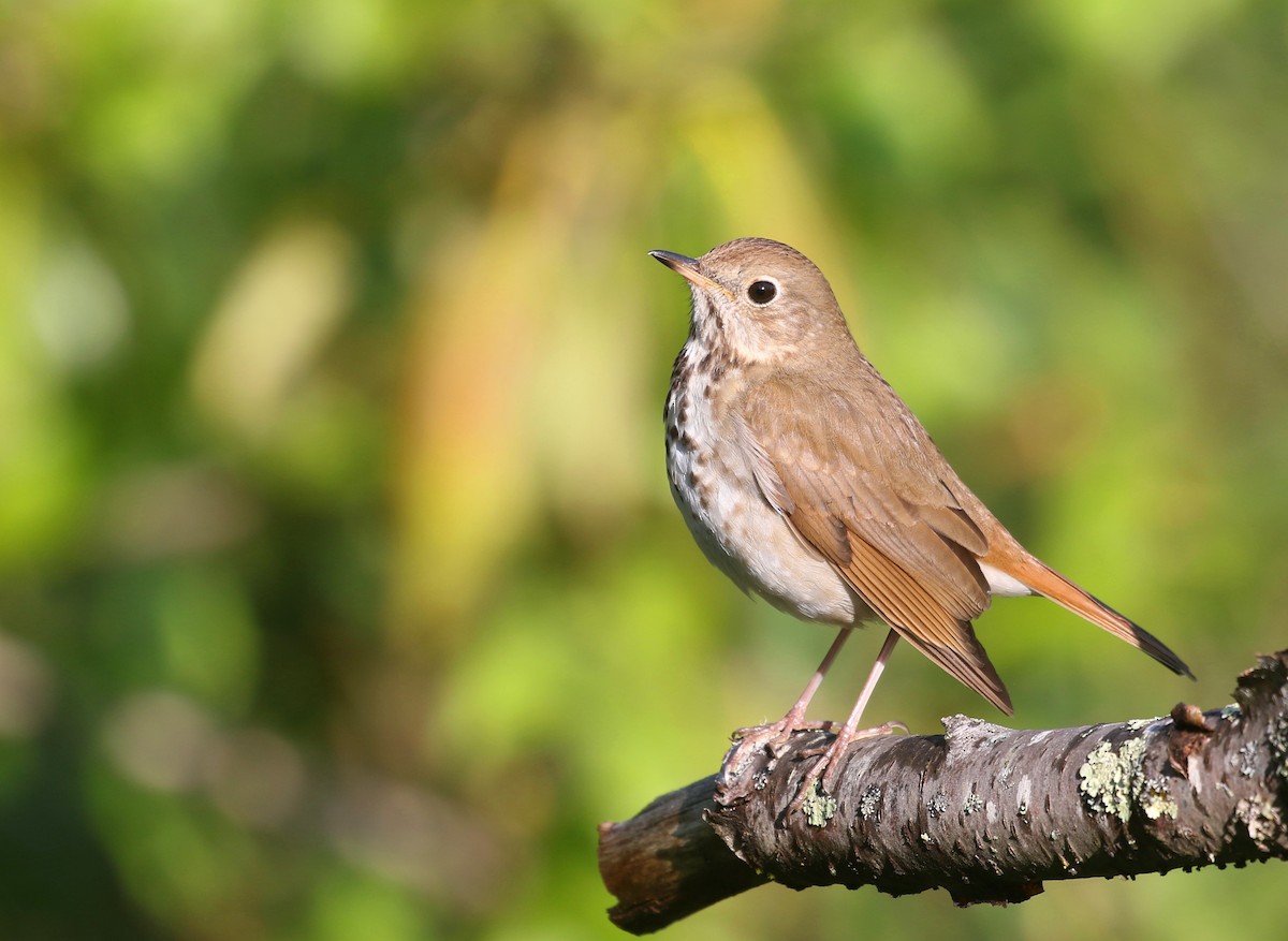 Hermit Thrush (faxoni/crymophilus) - ML584637011