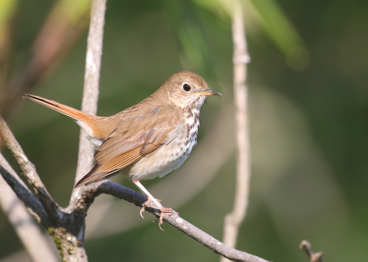 Hermit Thrush (faxoni/crymophilus) - ML584637041